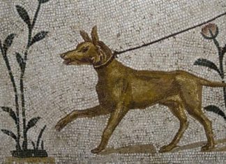 Зашто су пси „жигосани“ у Библији