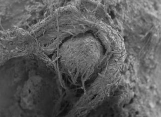 Нова открића намећу нова питања: ДА ЛИ СУ ПРВЕ ТКАНИНЕ ПРАВИЛИ НЕАДЕРТАЛЦИ?