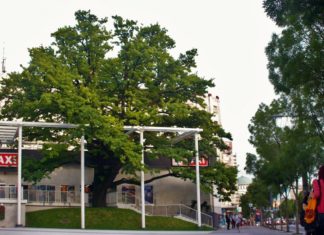 НАЈСТАРИЈЕ ДРВО У БЕОГРАДУ