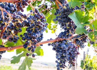 ИСТОРИЈА ВИНОГРАДАРСТВА И ВИНСКОГ ТУРИЗМА У СРБИЈИ – од цара Марка Аурелија до кнеза Михаила Обреновића