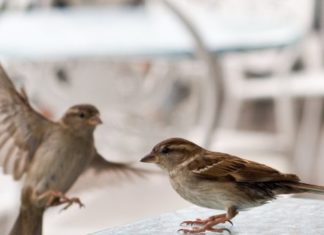 ВРАБАЦ ЈЕ НЕЗВАНИЧАН СИМБОЛ БЕОГРАДА – ЗАШТО?