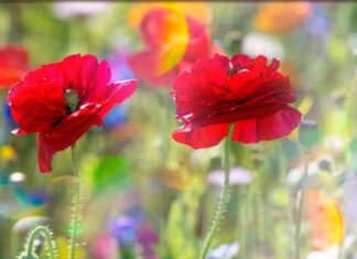 Мирјана Штефаницки Антонић: Процвала самоникла булка