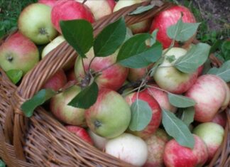 Маја Киш: Петровача