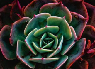 Славица Шешум: Камени цвет за „вечнаја памјат“