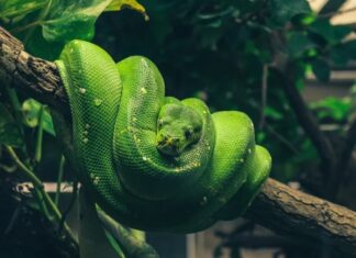 Архимандрит Рафаил КАРЕЛИН: Четири змије у људском срцу