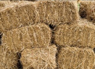 Гордан Чампар: Сијено