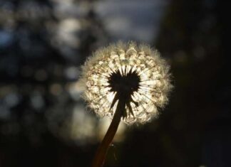 Гордан K Чампар: МЈЕСЕЦ У МАСЛАЧKУ