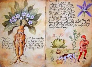 Борхес о чудном Корену биљке Мангадоре (ФОТО)