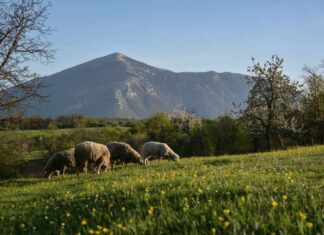 Свештеник Стеван Стефановић: Тајне Кучајских планина