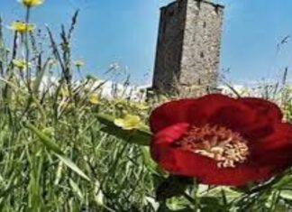 Архимандрит Петар (Драгојловић): Божур са Газимeстана