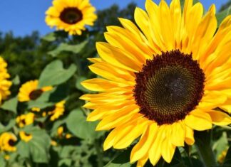 Добрица Ерић – СУНЦОКРЕТ