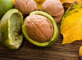 Жељка Башановић Марковић: Млади ораси