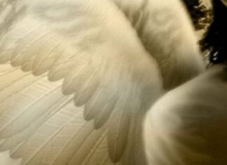 Јадранка Бежановић Совиљ: Причај ми анђеле