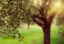 ЖЕЉЕ И МОЛИТВА