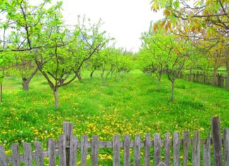 Ристо Несторовић: КОРЕНИ