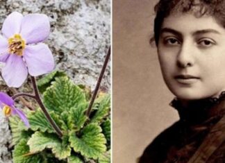 Јелена Недељковић: Наталијина Рамонда – цвет Феникс Српске победе у Великом Рату