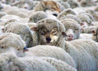 Свештеник Варнава Пауел: Видите ли вука у јагњећој кожи?