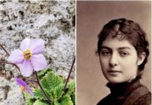 Симбол српске победе – алегорија васкрснућа – ЦВЕТ “НАТАЛИЈИНА РАМОНДА“