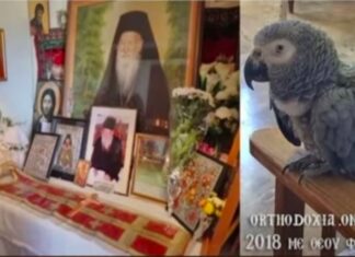 Папагај Светог Порфирија Кавсокаливита (ВИДЕО)