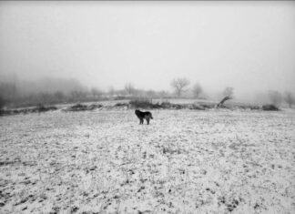 Марија Стојић: Семе