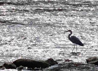 Вера Симовић: Октобар и клавир