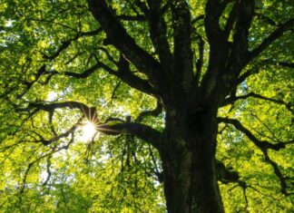 Старац Порфирије: О лепоти творевине