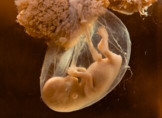 Свештеник Георгије Максимов: НЕРОЂЕНИ