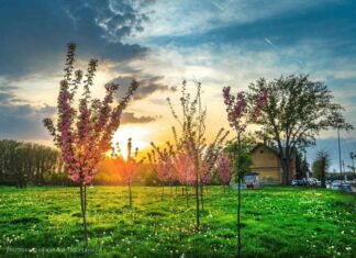 Тода Матић Медић: ПРОЛЕЋЕ