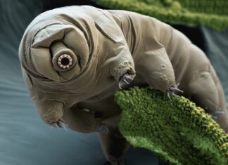 Тардигради – микроскопске животиње које преживљавају у немогућим условима