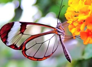 Шта су рекли о МАТЕРИЈИ Дионисије Ареопагит, Максим Исповедник, и Григорије Нииски