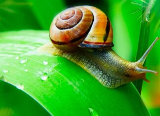 Весна Пантелић: Пужево богатство