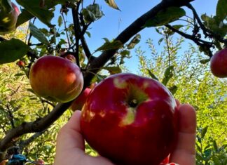 Оливера Синђелић: СТАВИ ЈАБУКУ У ПРОЗОР