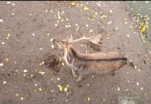 Вера Симовић: ЈЕСЕН И ИСТОК