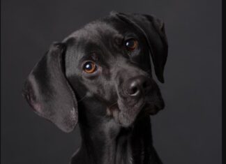 Књижевница Гордана Влајић: КО СЕ ШЕТА – ТАЈ СЕ ВОЛИ