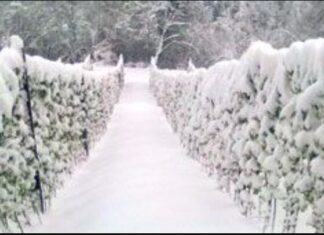 Радован Синђелић: ВИНОГРАД ПОКРИО СНЕГ