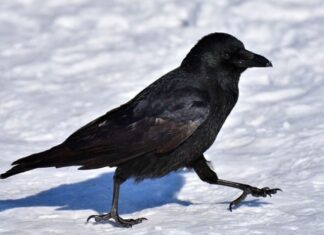 Дара Гајић: ГАВРАН У СМРЗНУТОЈ ШУМИ