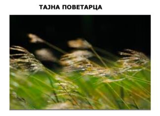 Стеван Петковић: Тајна поветарца