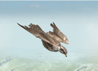 Стеван Петковић: Тајна стремљења