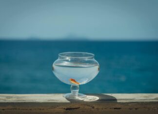 Иван Јовић: Мој поглед на филм и његову рецепцију (Лазарев пут)