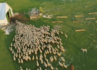 Психологија стада и манипулисање масама