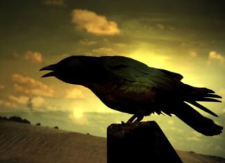 Стеван Петковић: Тајна убиства