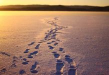 Стеван Петковић: Тајна лишавања